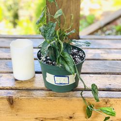 Live Monstera Siltepecana plant in a plastic nursery pot—firm price