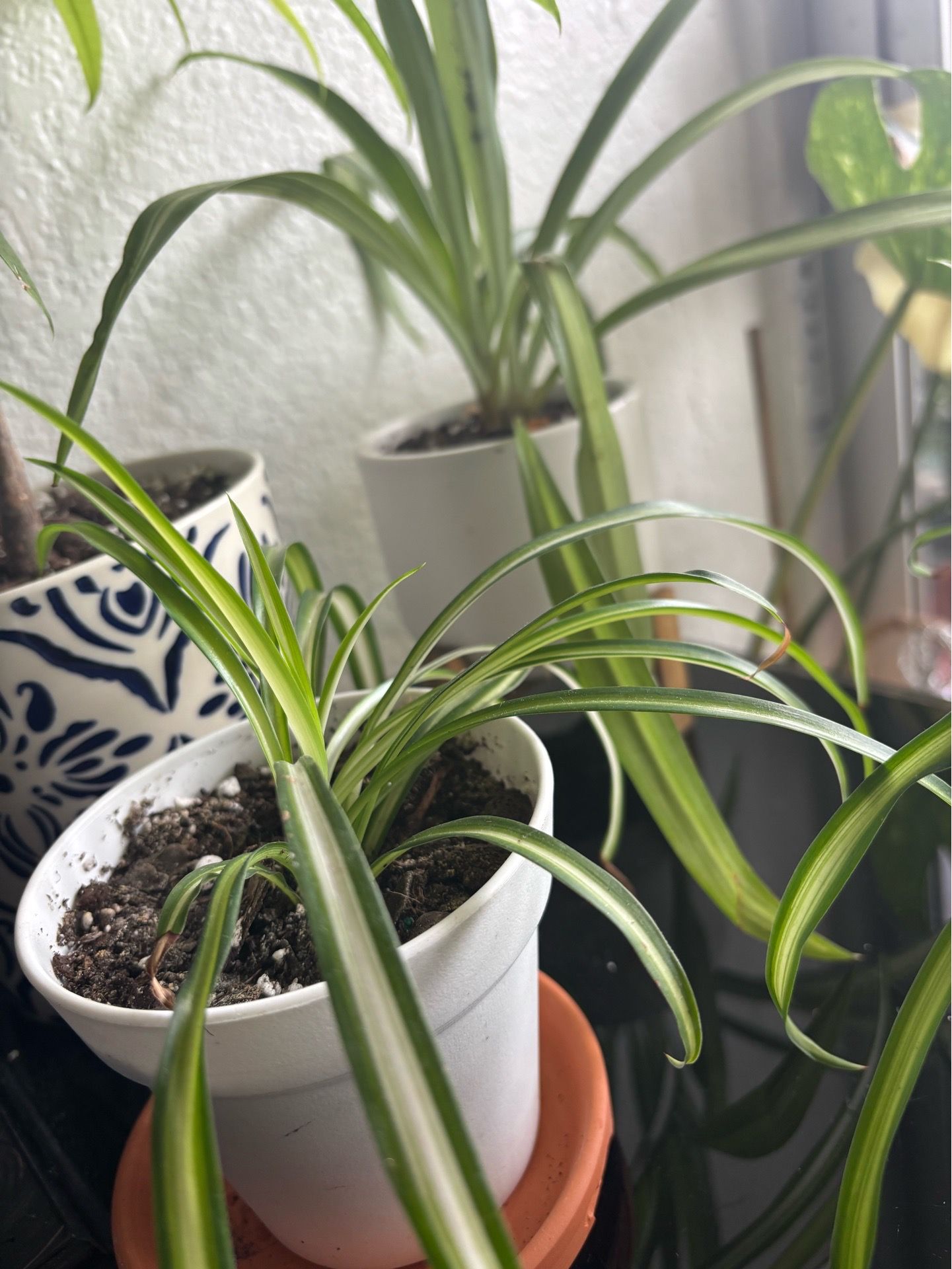 Spider plants