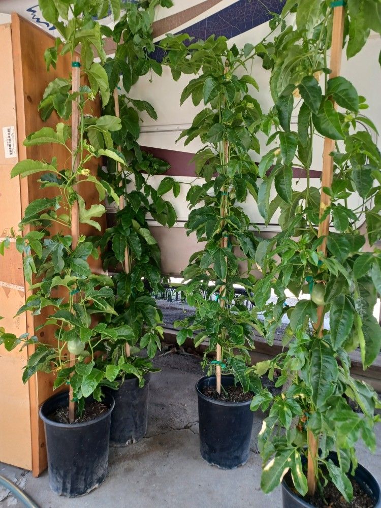 Passionfruit Plant