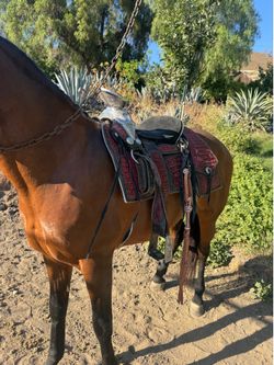 Horse Saddle