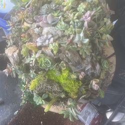 Succulents Within A Log
