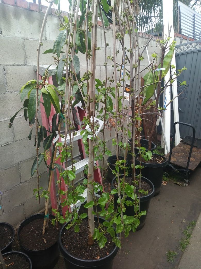 Teas weeping mulberry fruit tree