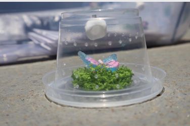 Baby Jumping Spider Enclosure