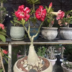 Desert Rose / Rosa De Desierto 