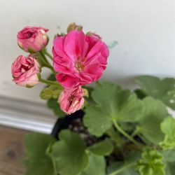 Geranium Rosalinda  Exotic Double Flowers Plant , In 1 Gallón Pot  