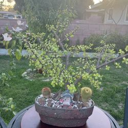 Very Healthy Portulacaria Money Succulent And Cactus In Rustic Vase 