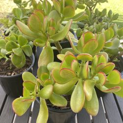Jade Plants 