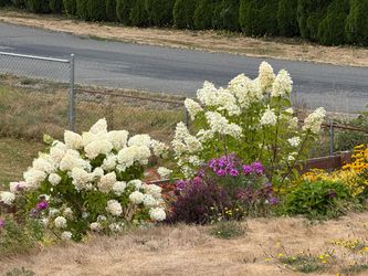 Panicle Hydrangea