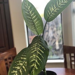 Nice plant in a gallon pot 