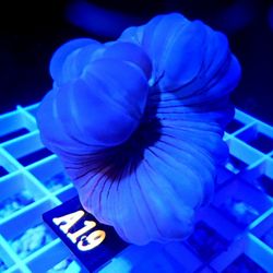 Saltwater Reef System Fish Tank Decorations. 