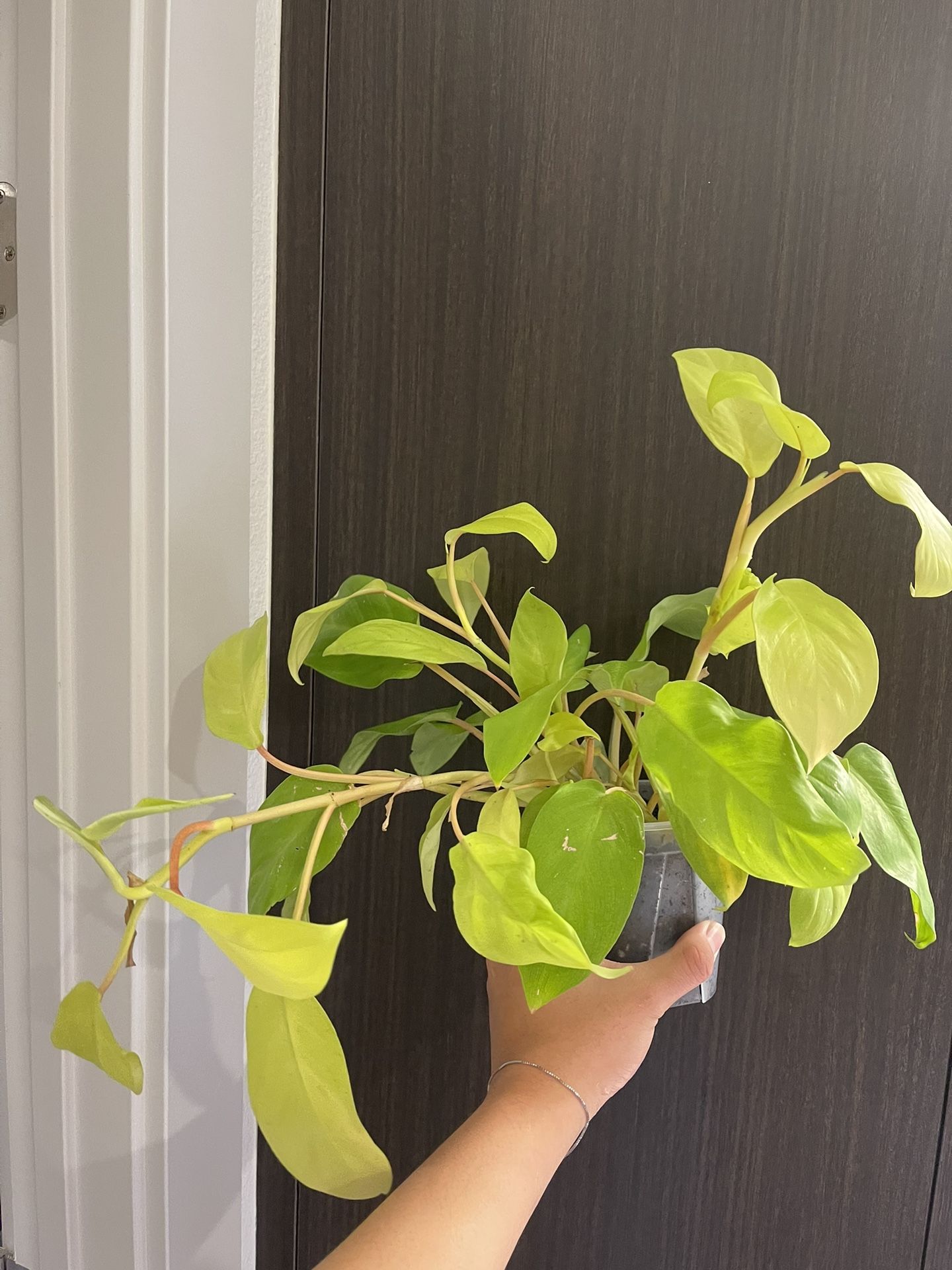 Philodendron Lemon Lime Upright