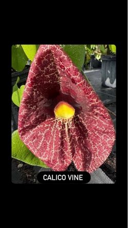🌸 Calico Vine