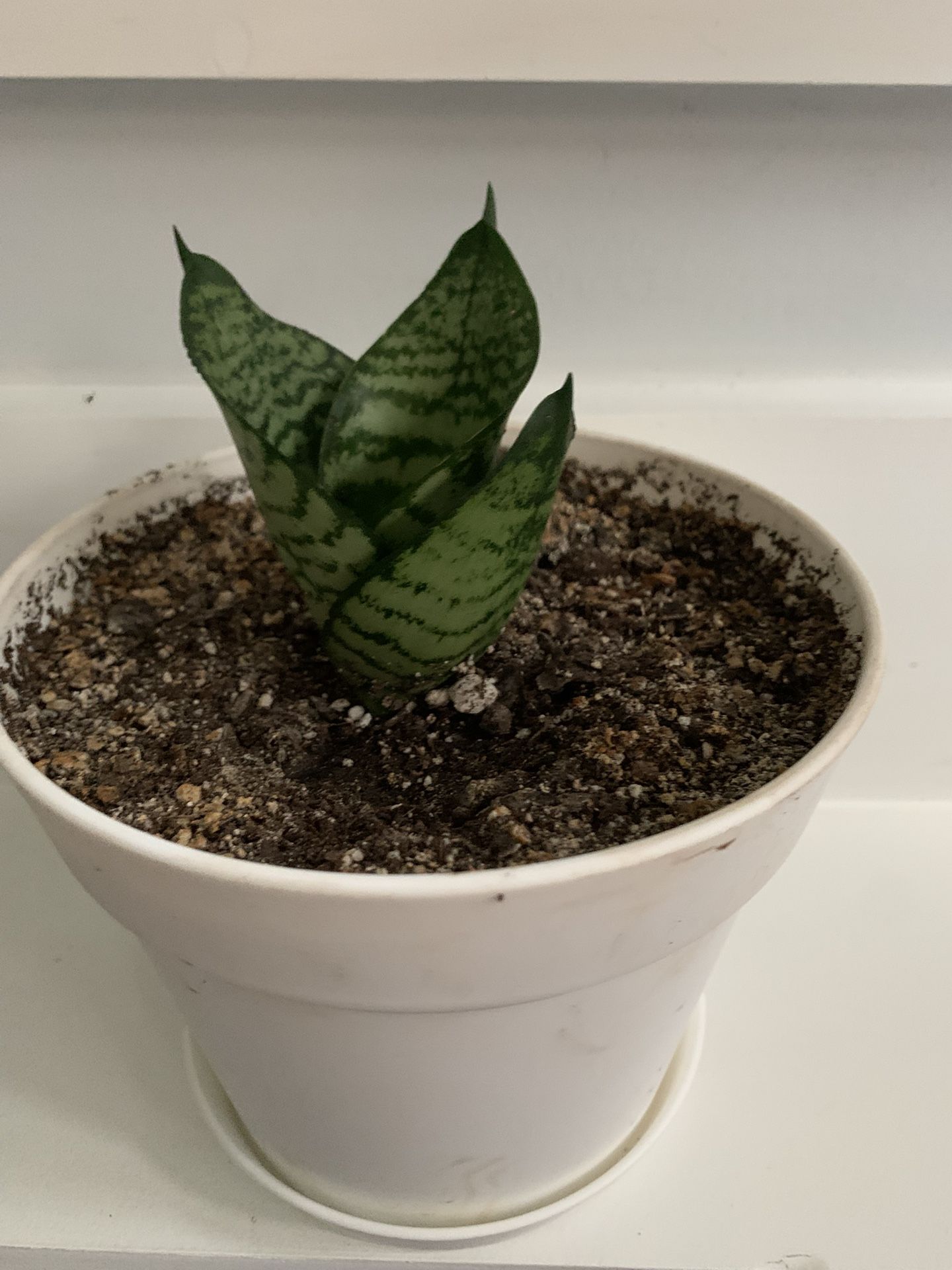 Starter Snake House Plant