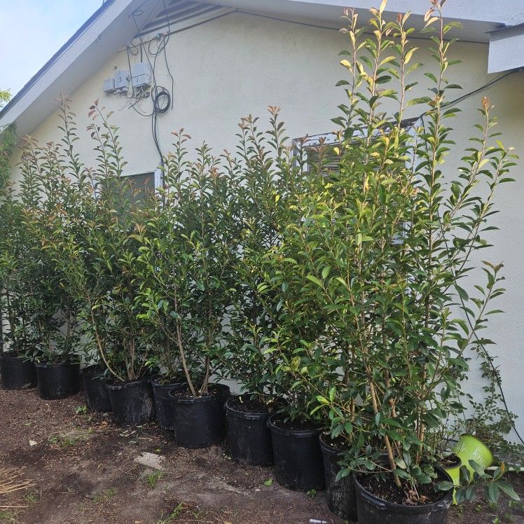 Red Tip Photinia 15 7 To 8ft