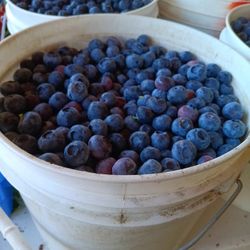 Blubeeries