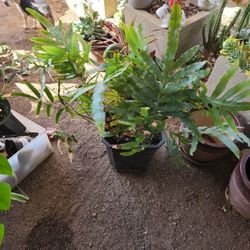 Plant
