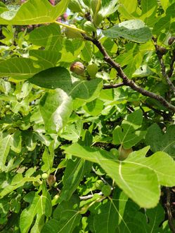 Fresh figs