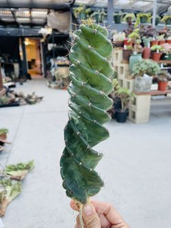 Spiral Cactus Imported