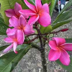 Ted Chin Plumeria 