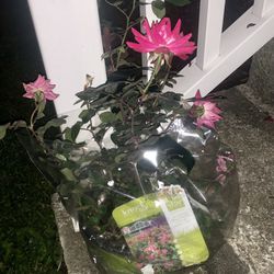 5 - 1 gallon Pink Double Knock Out Rose Bush (1 Gallon) Flowering Shrub 