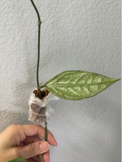 Hoya Germany silver cutting