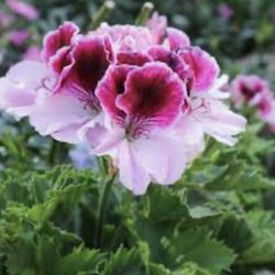 ❤️🤍🩷💜Geraniums, ivy geraniums, and zonale geraniums