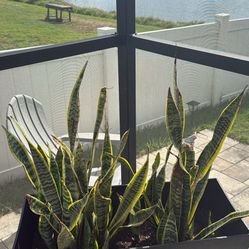 Snake Plants In Planter