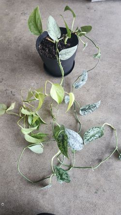 Frankenstein Plant