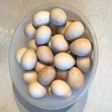 I Have Some Peacock Eggs That Are Fertile For Hatching