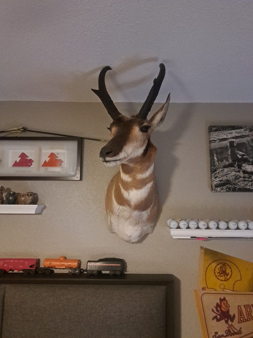 Antelope