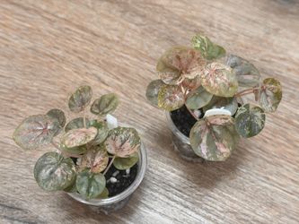 Peperomia Pink Lady Starter