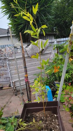 Big Tall Gandules Plant 
