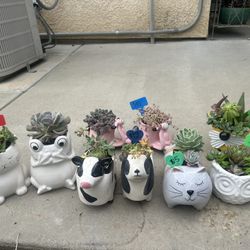 Cute succulent planters
