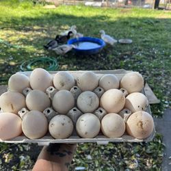 Fresh Duck Eggs $1/egg