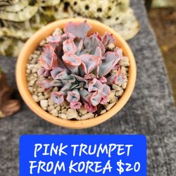 SUCCULENT SALE THIS WEEK IN AAN LORENZO. 