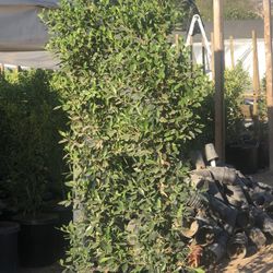 Ficus Nitida 15 Gallones 6 Pies De Altura Paredes Privadas Oferta Nomas Por Hoy Tengo 10 