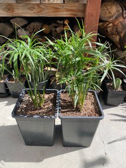 Umbrella Plants (Cyperus alternifolius)