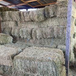 Alfalfa/Hay