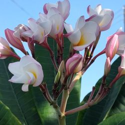 Bluming Plumeria Plant  6 Feet Toll  25 Gallons Pot 