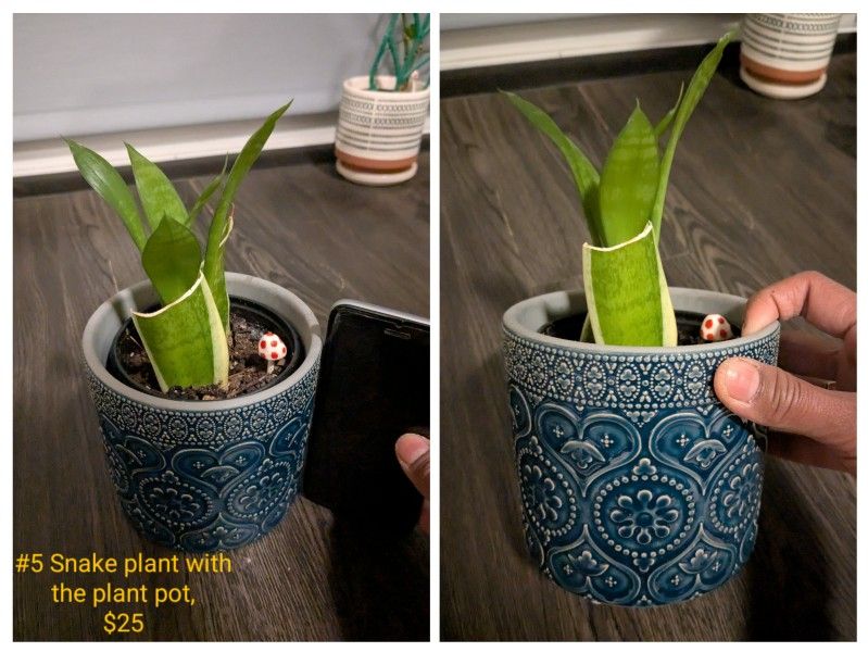 Snake Plant With Plant Pot
