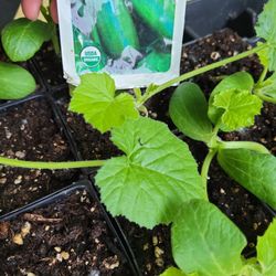 Zucchini,  Lettuces, Tomatoes & Flowers Herb Starts