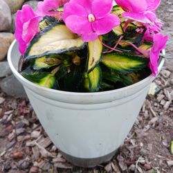 Small Flower Pot