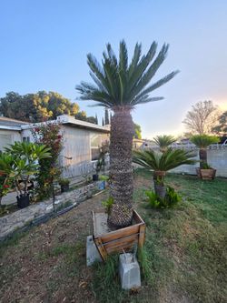 Adult Sago palm trees 🌴