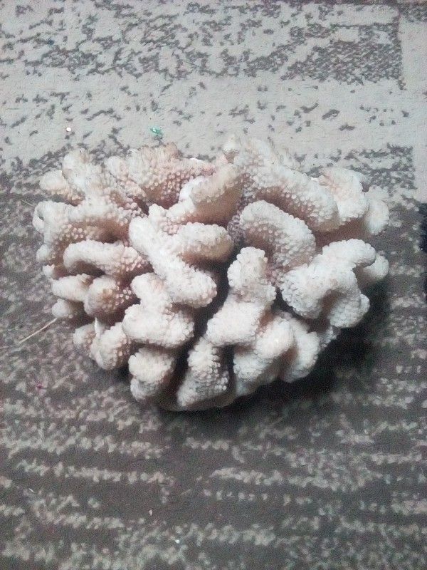 Collie flower Coral