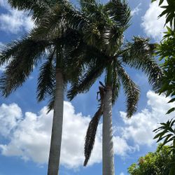 Two Royal Palms