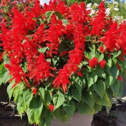 SALVIA FLOWERS