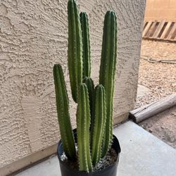 San Pedro Cactus 