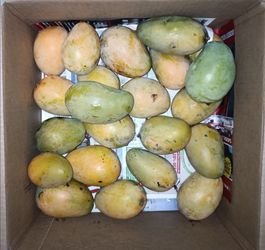 Mangoes (Amrapalli)