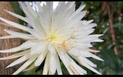 (3)Cuttings - Homegrown Epiphyllum Oxypetalum Orchid Cactus Queen Of The Night Cactus Plant Succulent Houseplant