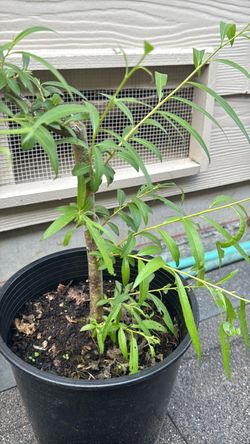 🌿🌳 HEALTHY WEEPING WILLOW TREES – $20 EACH! 🌳🌿